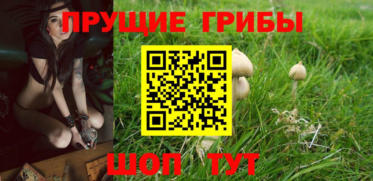 Псилоцибиновые грибы Cubensis  Вход с VPN  Кашира  Галлюциногенные грибы прущие грибы 